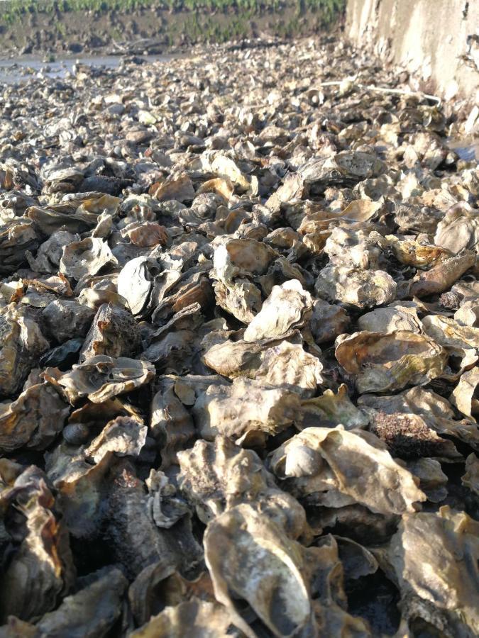 La Cabane Du Truquet Lege-Cap-Ferret Ngoại thất bức ảnh